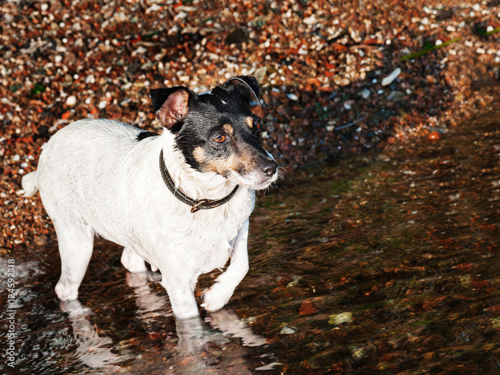 Wet Jack Russell Terrier on the beach near sea water.
