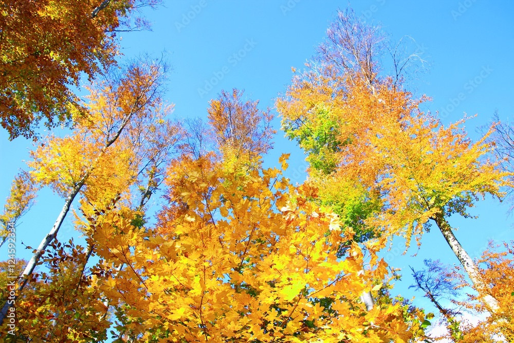 Fototapeta premium Beautiful autumn colors in forest