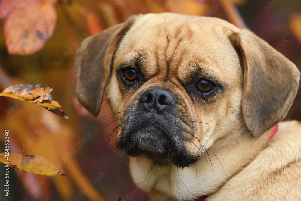 Puggle Dog Beagle Mops Designer Dog Portrait im Herbst
