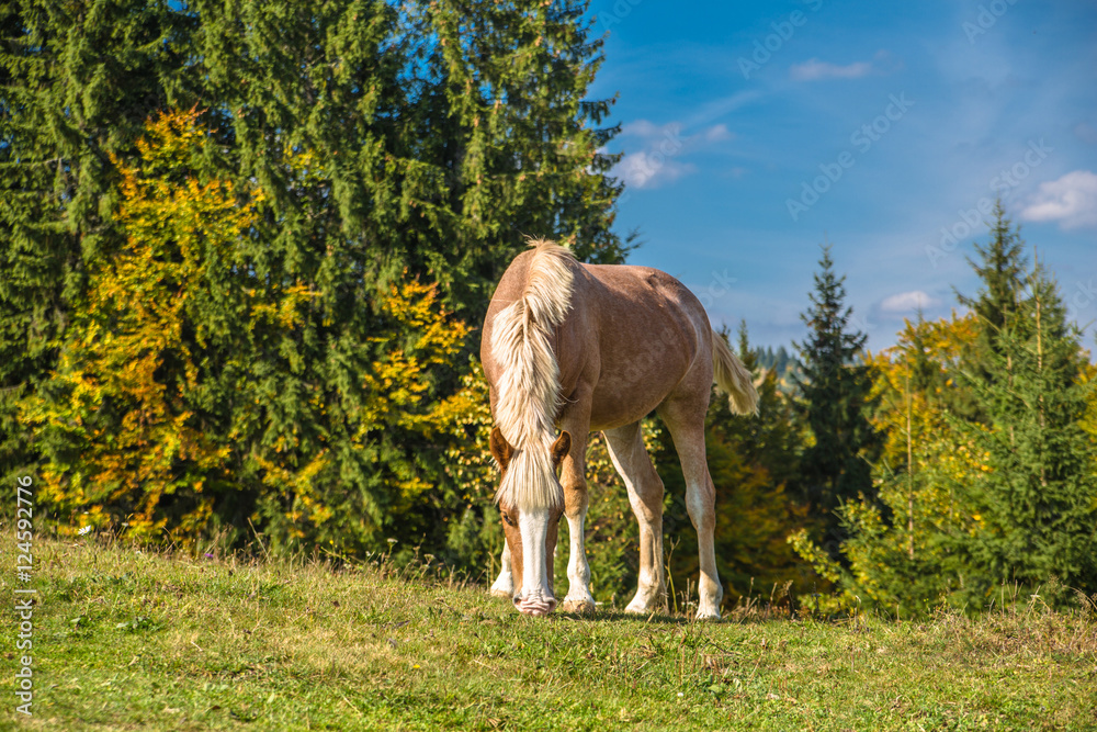 Gold horse with white legs grazing in autumn in mountains