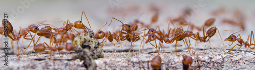 Portrait of the ants with bokeh background © suradech_k