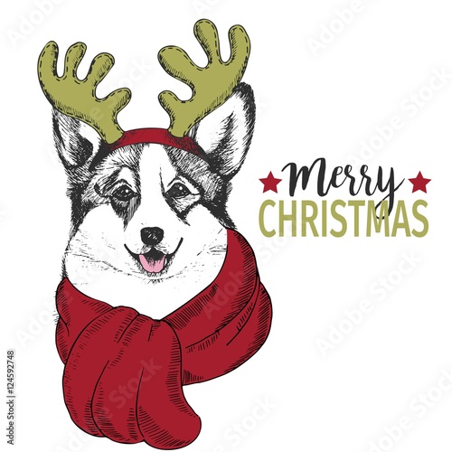 Vector portrait of Christmas dog. Welsh corgi dog wearing deer horn rim and scarf. Use for greeting card, decoration.