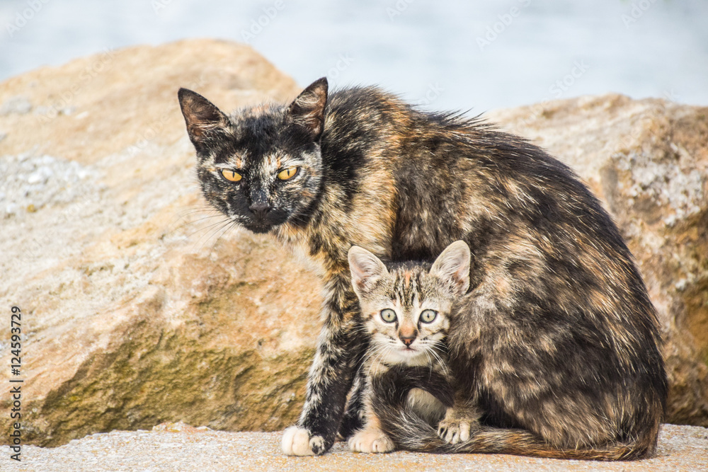 Mother Cat Protects Her Lovely Baby Kitten Outdoors Stock Photo Adobe