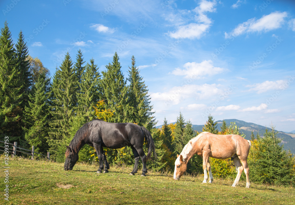 Black and gold horses grazing in autumn in mountains Black and gold horses grazing in autumn in mountains