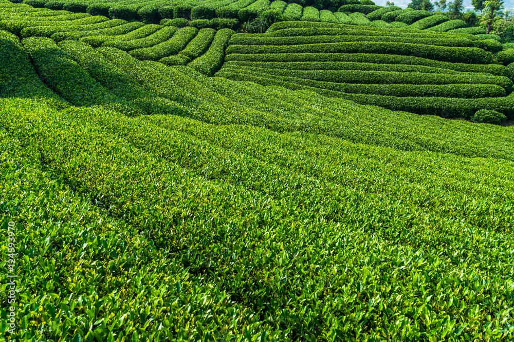 Green Tea Plantation in China. Green Tea Plantation in China.
