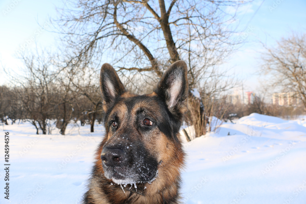 Dog german shepherd in a winter day