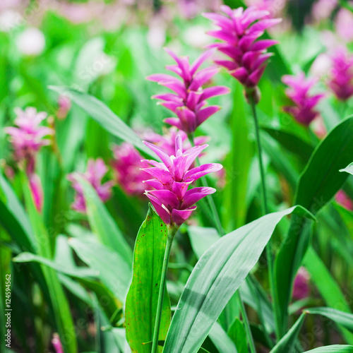 Pink siam tulip in Chaiyaphum Province northeast of Thailand.