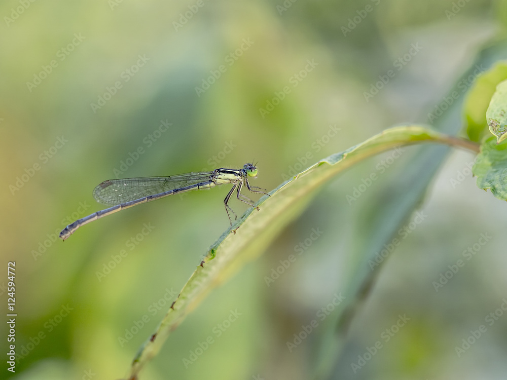 Damselfly perched on leaf Damselfly perched on leaf