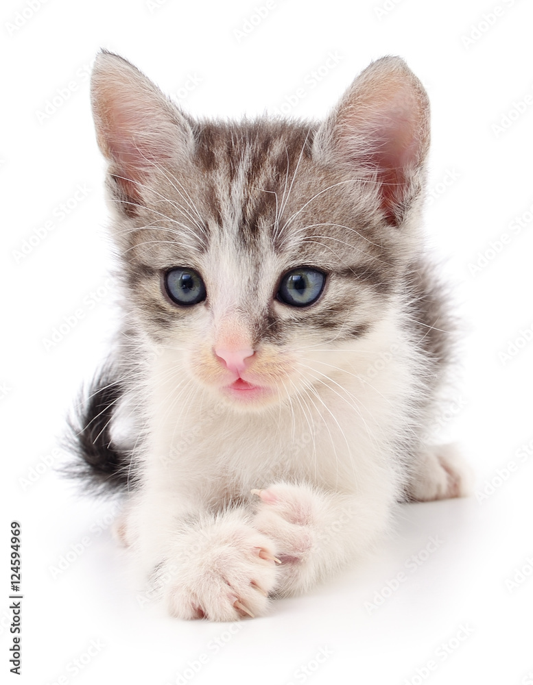 Fototapeta premium Small gray kitten.