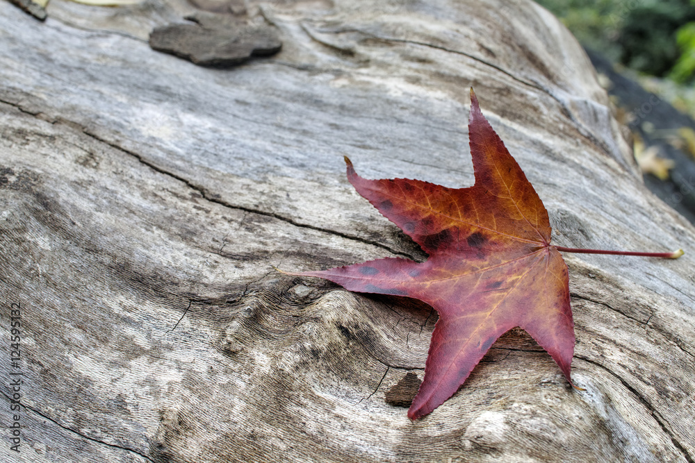 Autumn leaves in park