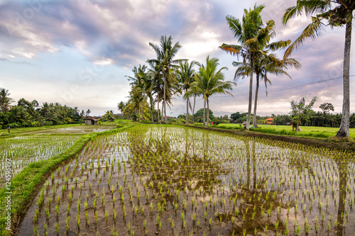 sundown at bali rice field in ubud, indonesia