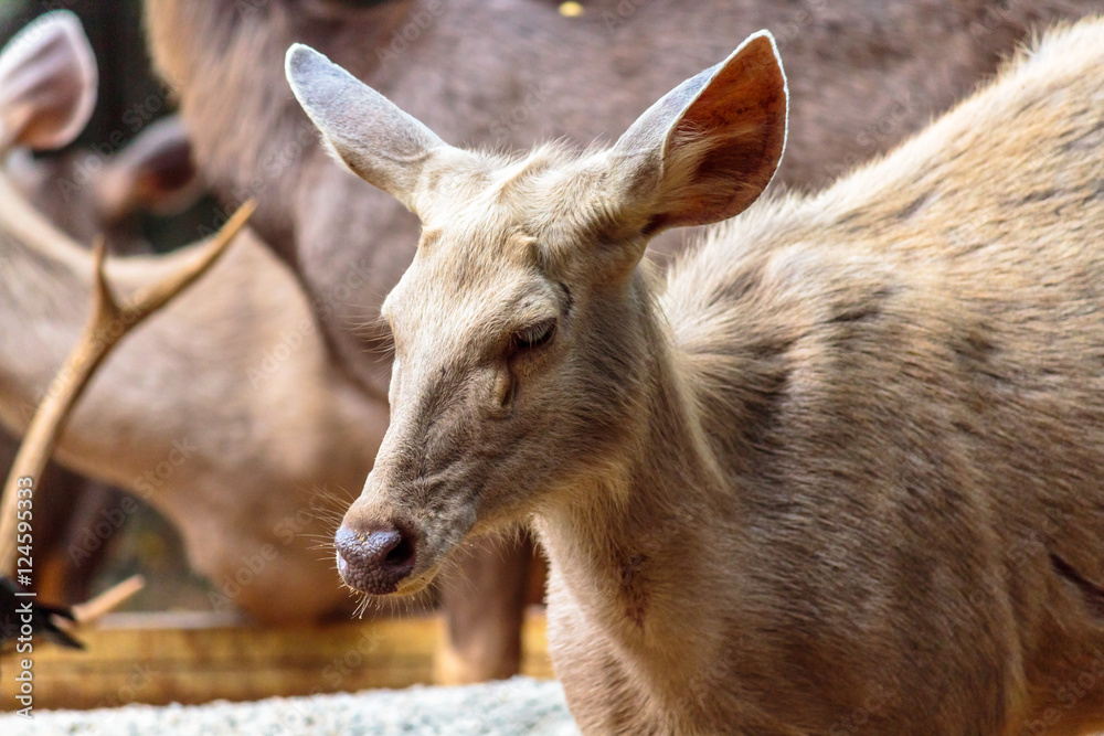 Wonderful hornless deer in evergreen forest area Wonderful hornless deer in evergreen forest area