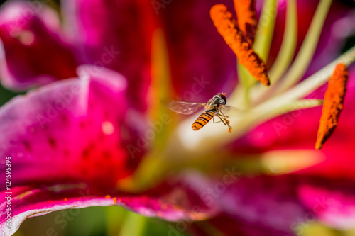 Abeille sur fleur de Lys rose