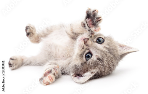 Photography Small gray kitten.