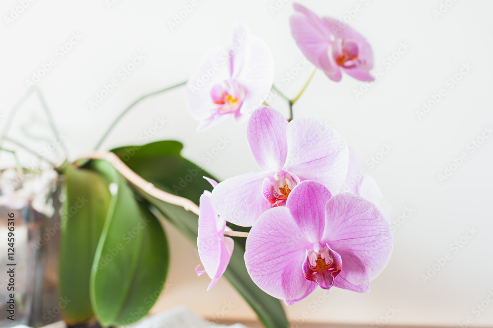 Striped pink orchid flower close up Striped pink orchid flower close up