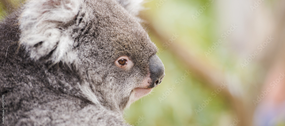 Naklejka premium Australian koala outdoors in Tasmania, Australia