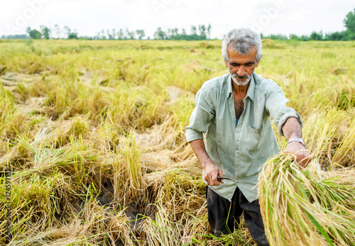 Harvesting on rice plantation
