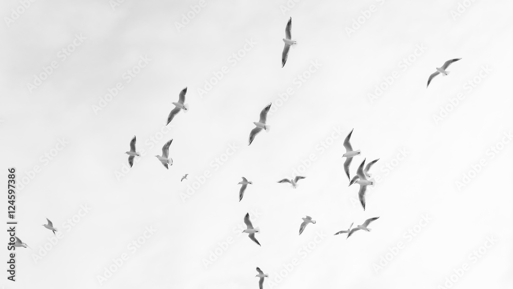 Naklejka Grupa latających ptaków mewy. Mewy morskie