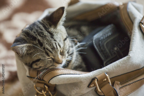Fototapeta Naklejka Na Ścianę i Meble -  Baby cat sleeping inside woman purse