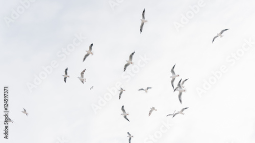 A group of flying seagull birds. Seagulls in the sea.