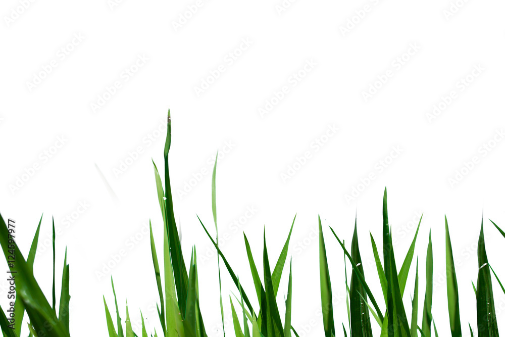Rice green with a white background. Rice green with a white background.