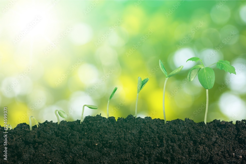 Obraz premium Growing.