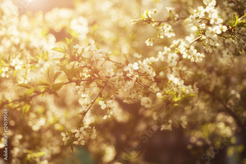 Blossoming of cherry flowers in spring time, natural seasonal sunny vintage hipster background