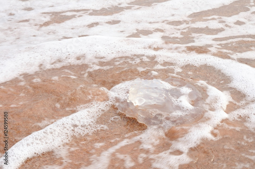 Jellyfish hit wave on beach