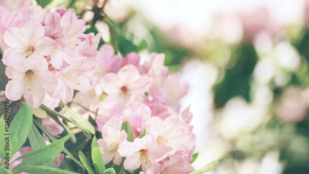 Flowering of fresh tender Rhododendron maximum pink flowers with green leaves at spring time. Natural floral seasonal holiday background with copy space. - obrazy, fototapety, plakaty 
