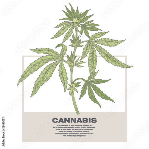Illustration of medical herbs cannabis.