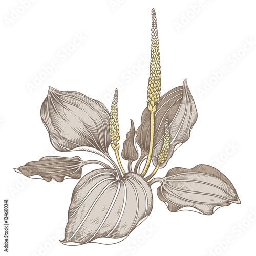 Medical herb plantain.