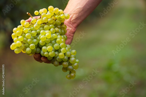 Farmers hand with cluster of white grapes