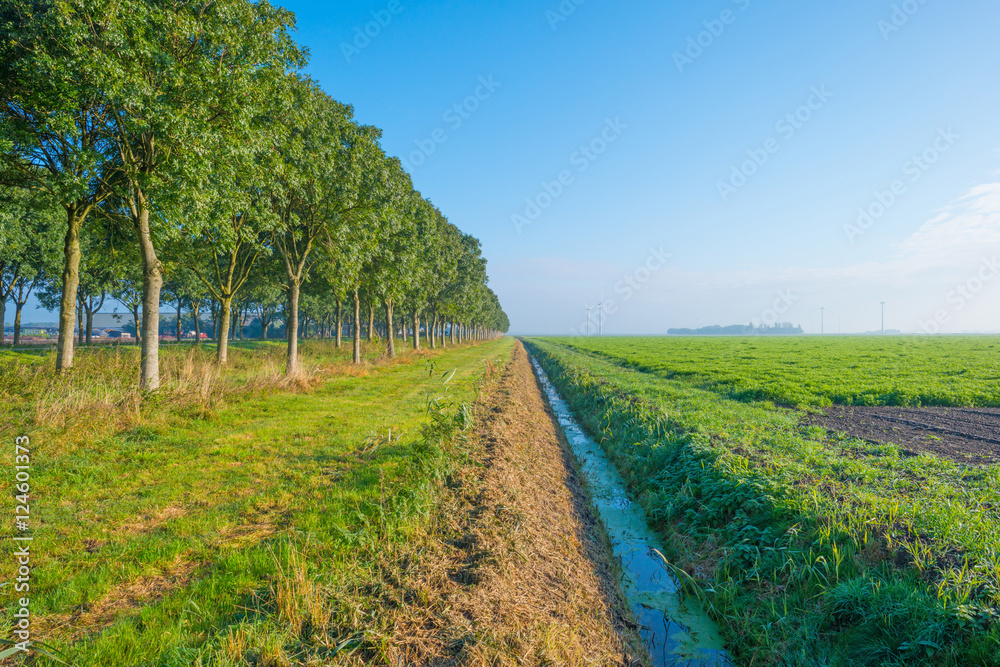 Fototapeta premium Field with vegetables in autumn