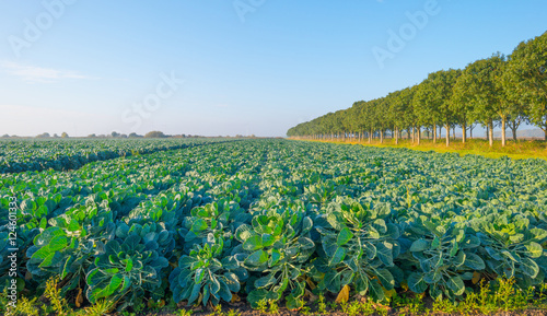 Field with vegetables in autumn