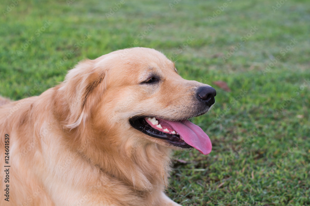 Golden retriever on the green grass Golden retriever on the green grass