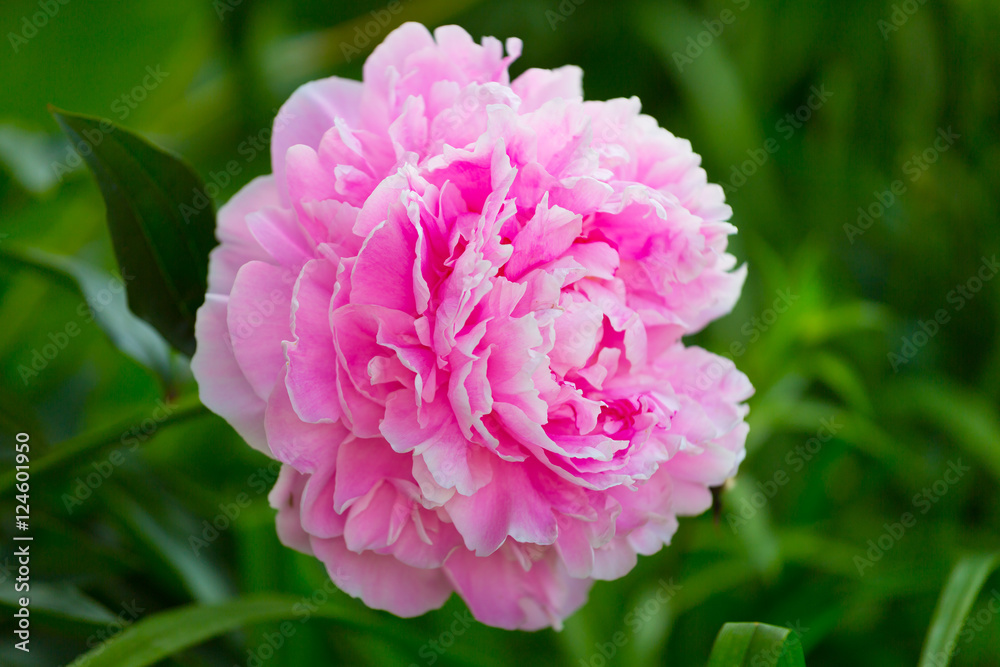 Beautiful pink peony close up