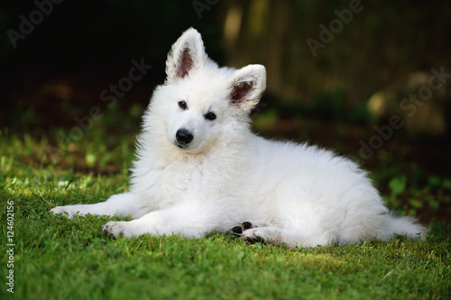 cute White Swiss Shepherd Welpe puppy