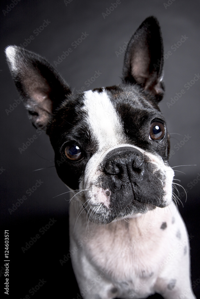 Boston Terrier, standing in front of gray background
