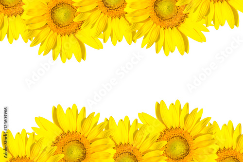 sunflower frame isolated on white