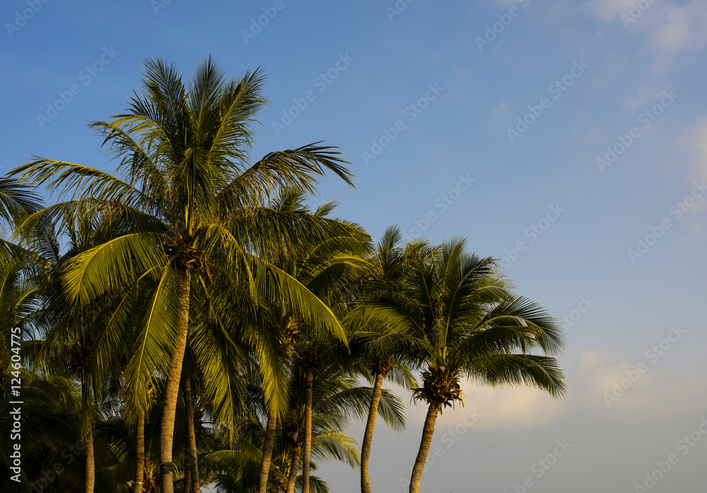 Tropical palms on Bali island and blue sky
