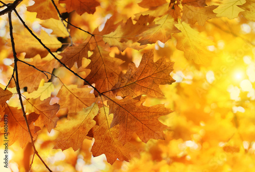 Beautiful autumn branch with sunlight © Dinadesign