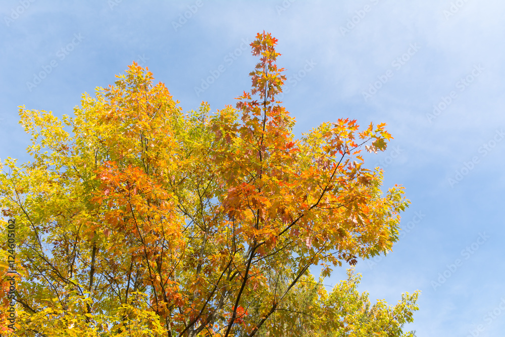 Autumn colors on tree branches and a blue sky