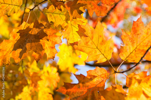 Beautiful colored autumn leaves