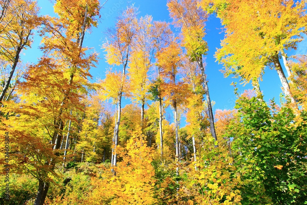 Golden fall leaves on trees in forest