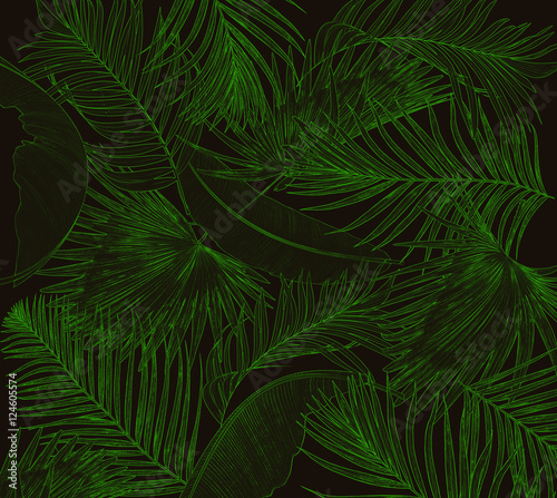 Green leaves of palm tree on black background