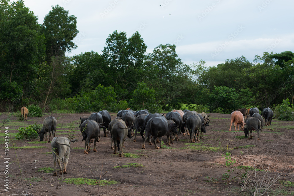 Obraz premium Thai Buffalo walk over the field go back home