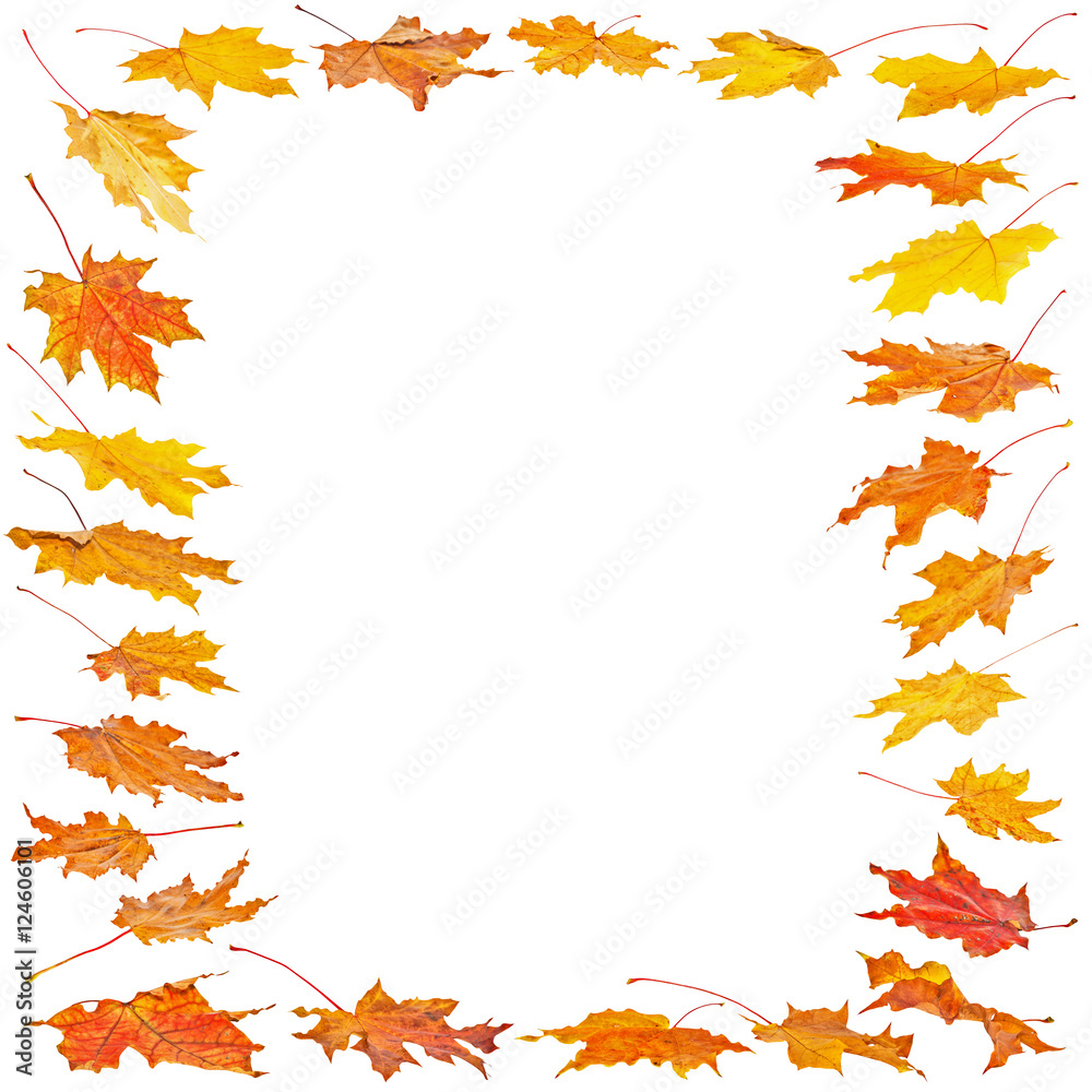 Set of Autumn maple leaves with place for your text isolated on white background