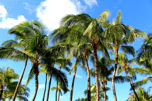 Palm tree in Waikiki beach Hawaii  photo