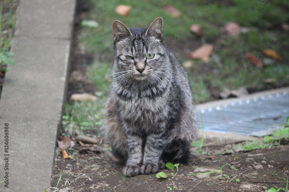 猫 猫