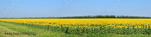 A field of sunflowers © idcde
